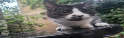 British Shorthair cats for sale: 2 Female Black and White kittens - Advert 17