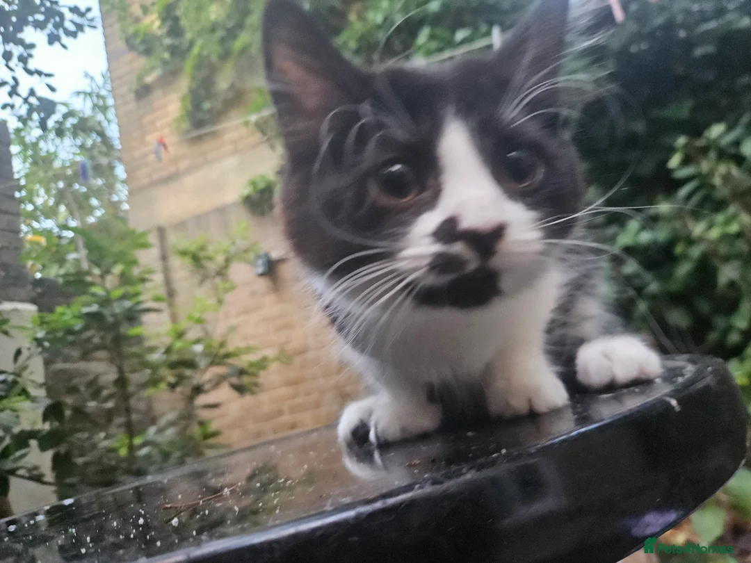 British Shorthair cats for sale: 2 Female Black and White kittens - Advert 17