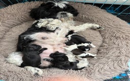 Shih Tzu dogs for sale: Two little boy Shih Tzu looking for their family - Advert 6