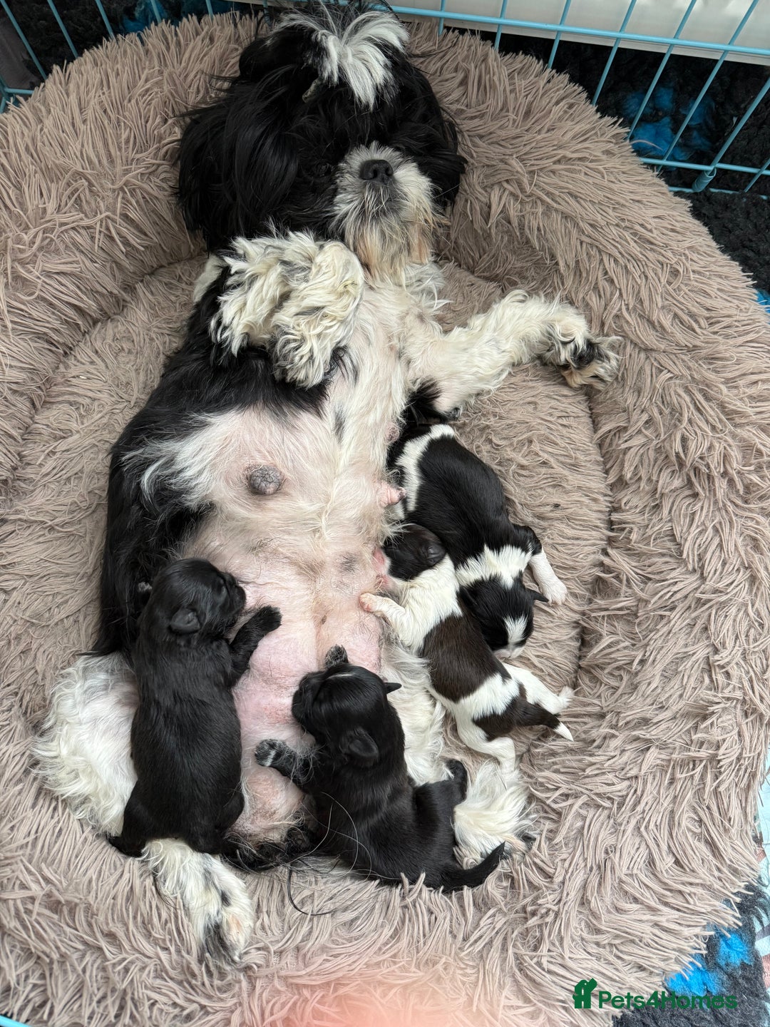 Shih Tzu dogs for sale: Two little boy Shih Tzu looking for their family - Advert 6