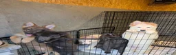 German Shepherd dogs for sale: 🐾✨ Adorable Rare German Shepherd Puppies! ✨🐾 - Advert 2