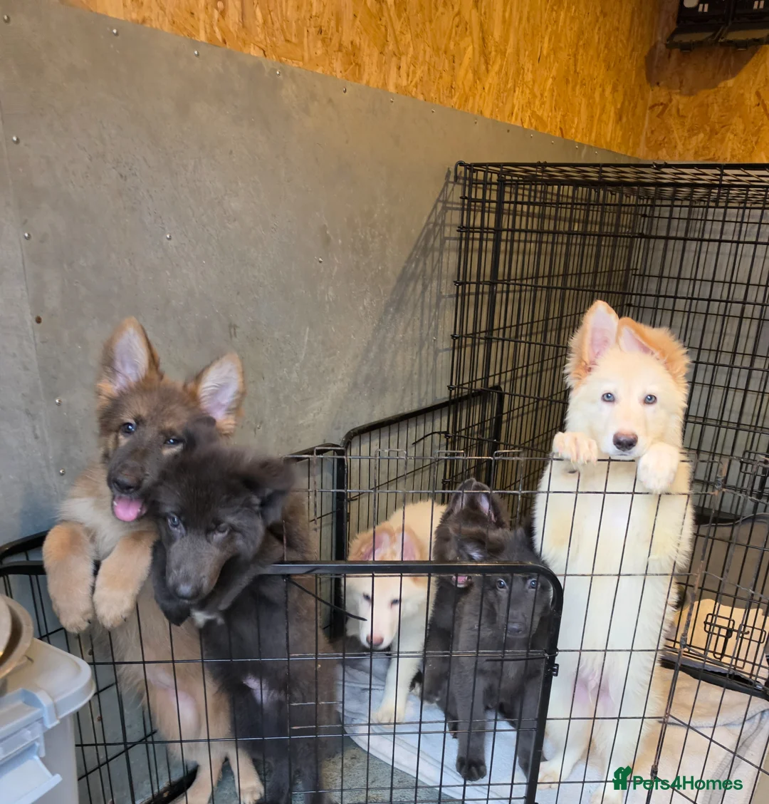German Shepherd dogs for sale: 🐾✨ Adorable Rare German Shepherd Puppies! ✨🐾 - Advert 2