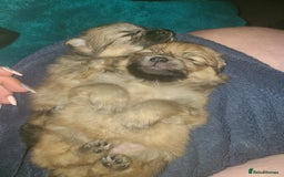 Pomeranian dogs for sale: Pomeranian puppies  - Image 3