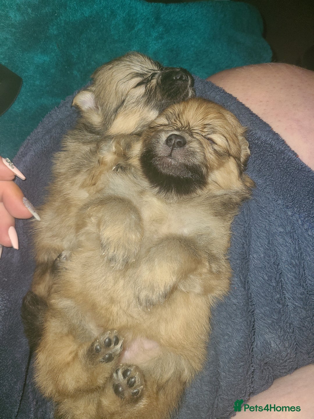 Pomeranian dogs for sale: Pomeranian puppies  - Image 3