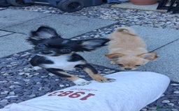 Chihuahua dogs for sale: Stunning Baby looking for his forever 5* homes - Image 12