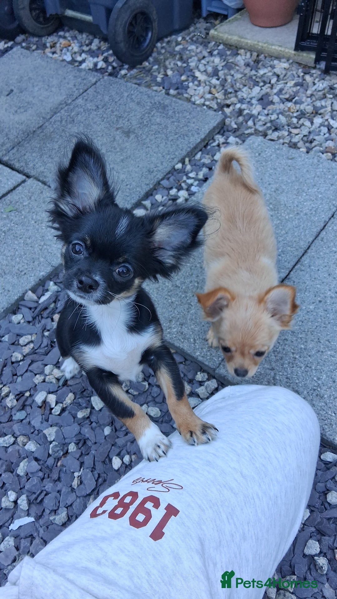 Chihuahua dogs for sale: Stunning Baby looking for his forever 5* homes - Image 12