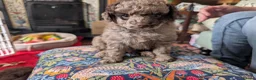 Pomapoo dogs for sale: 4 delightful pomapoo puppies for sale in London - Advert 10