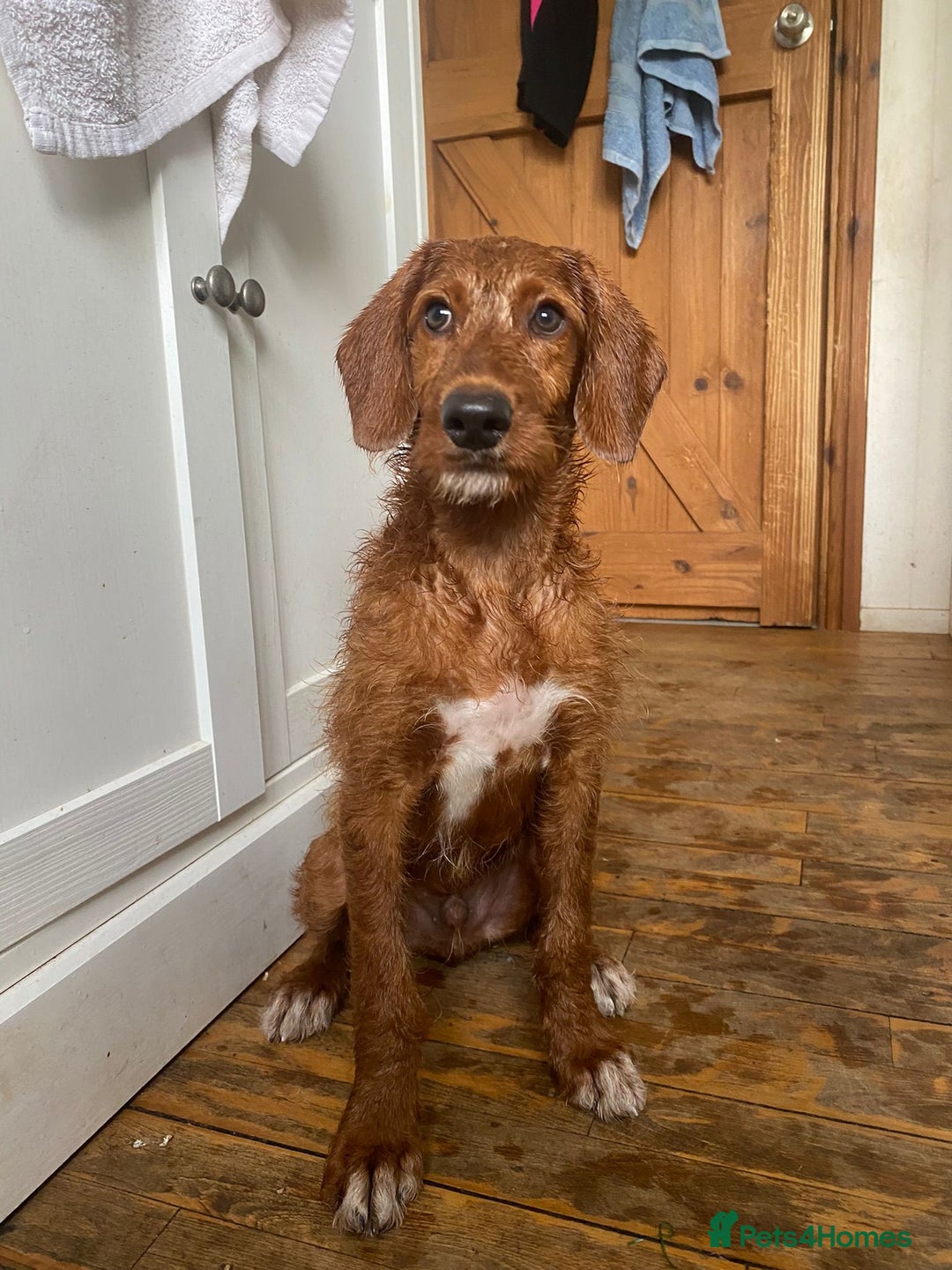 Mixed Breed dogs for sale: Price reduced  Labradoodles 5* breeder - Image 1