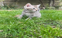 Bengal cats for sale: Bengal x Persian kittens - Image 11