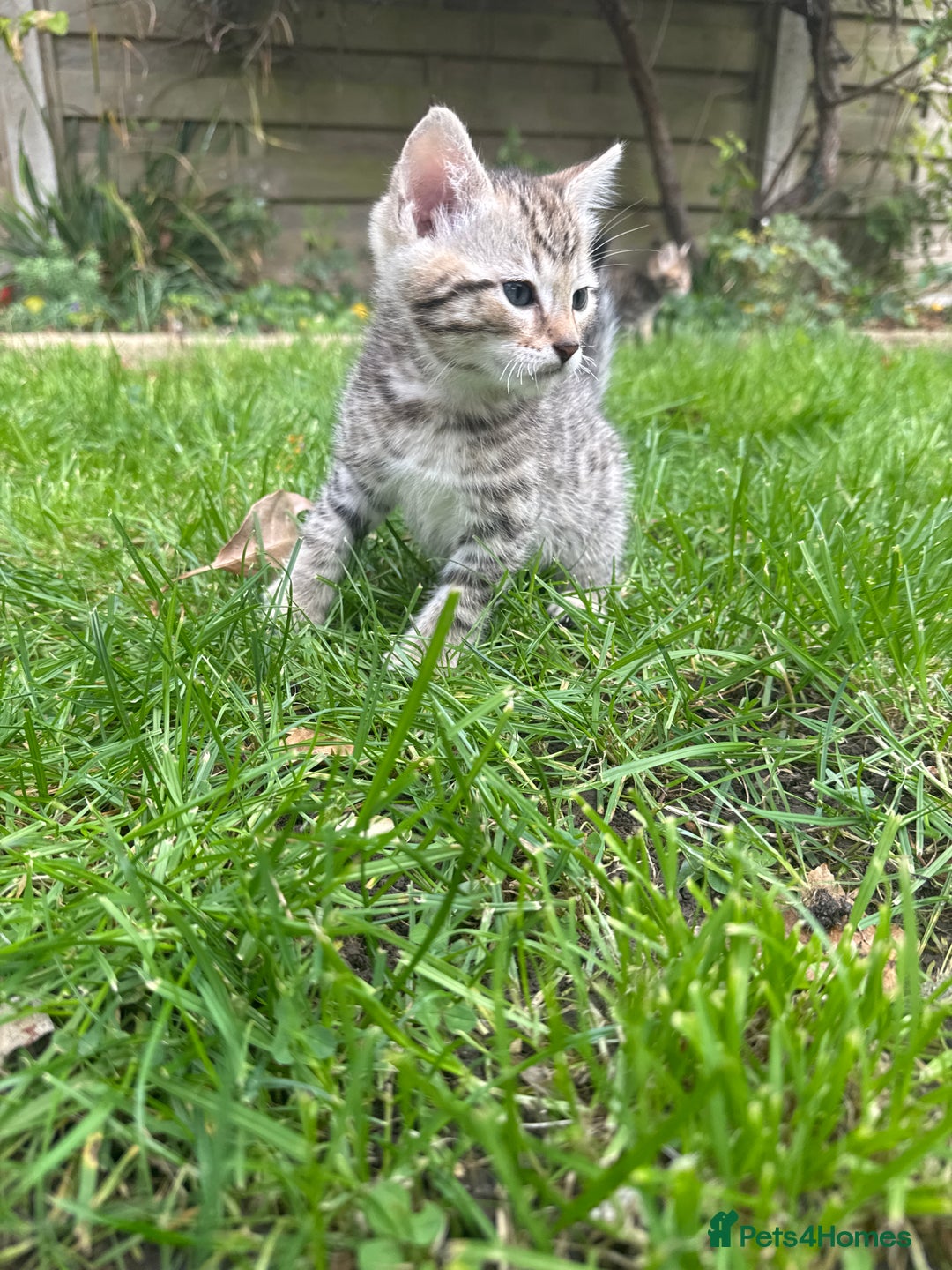 Bengal cats for sale: Bengal x Persian kittens - Image 11