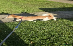 Mixed Breed dogs for adoption: Apricot  - Image 6