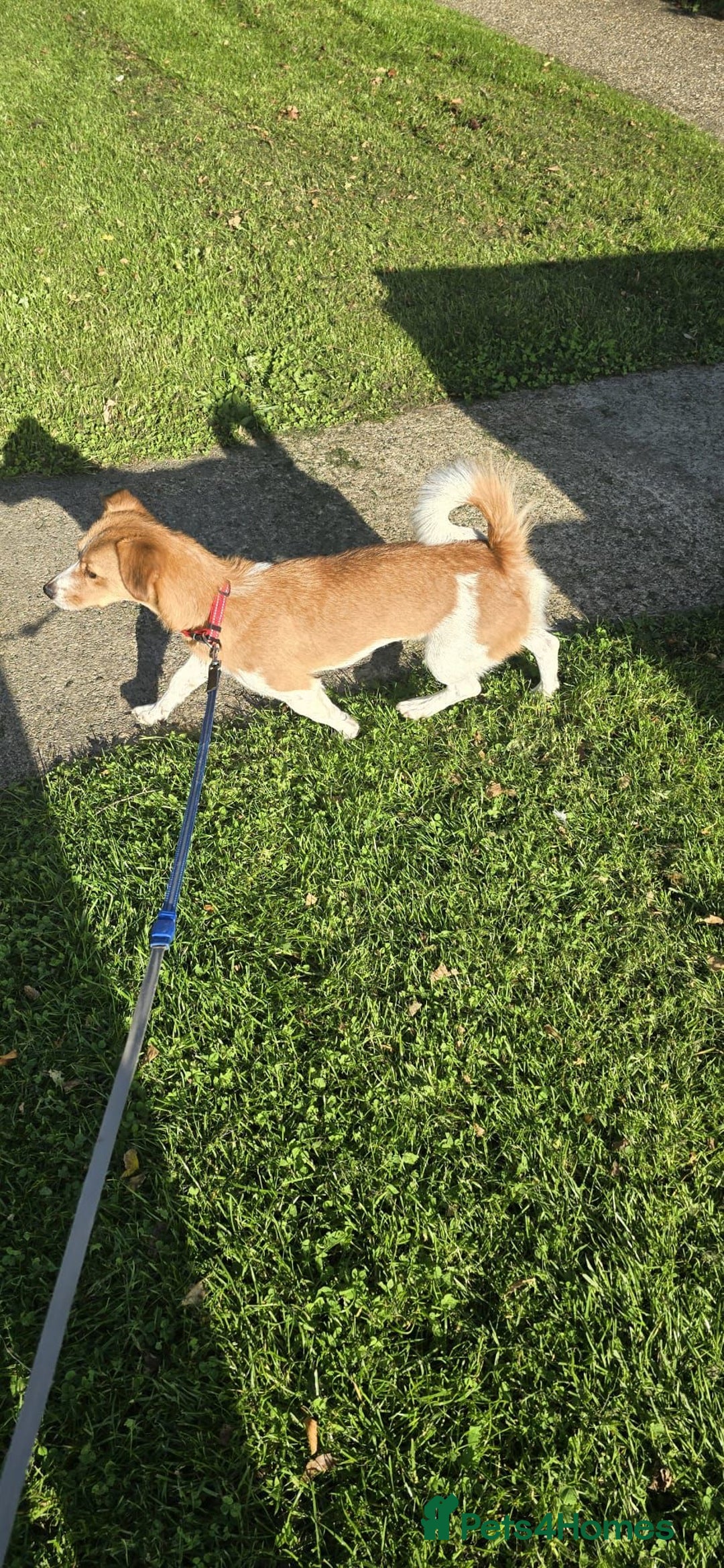 Mixed Breed dogs for adoption: Apricot  - Image 6