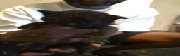 Mixed Breed cats for sale: Beautiful babies - Advert 4