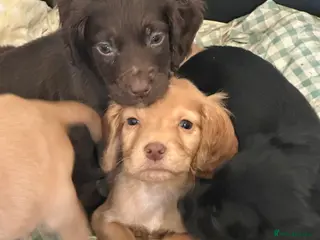 Cocker Spaniel dogs 1,500 - Advert 15