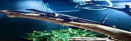 Monitor reptiles for sale: Baby Argus monitor - male  - Advert 3