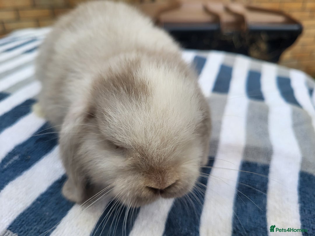 Mini Lop rabbits for sale: Lilac mini lop buck - Image 2
