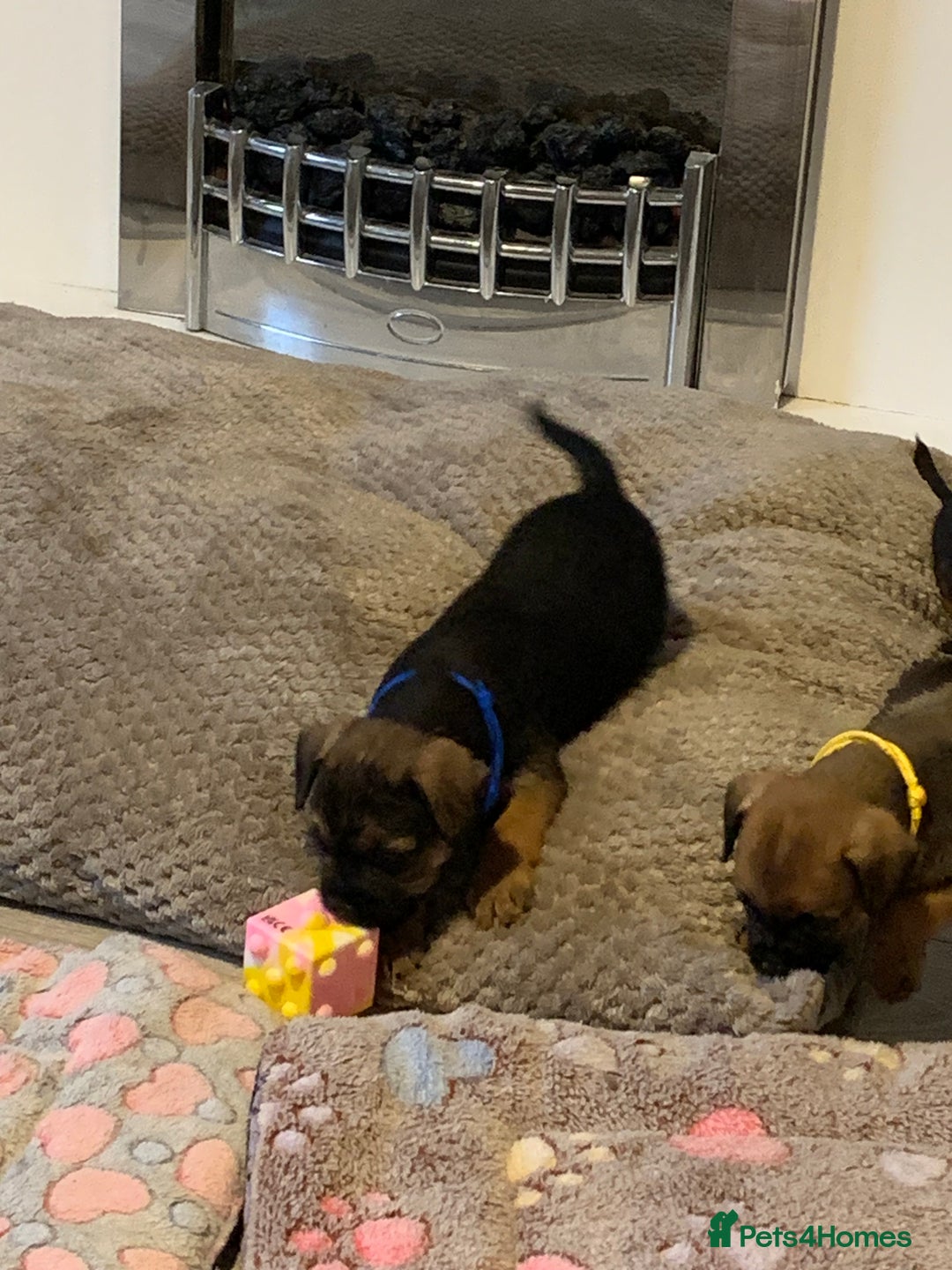 Border Terrier dogs for sale: Healthy Companions KC registered  - Advert 27