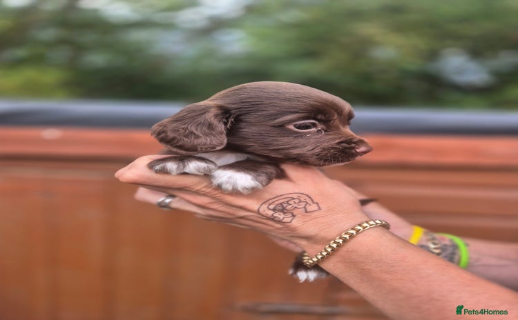 Sprocker dogs - Advert 1
