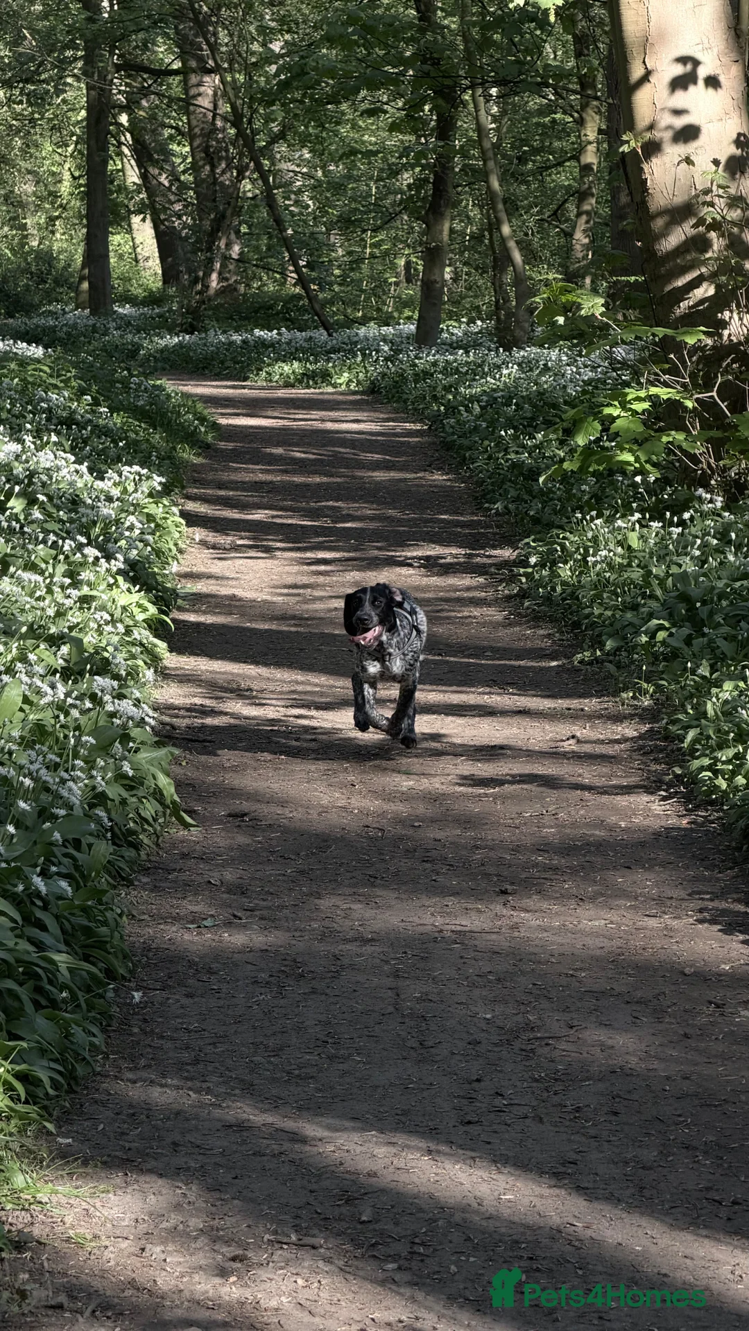 Mixed Breed dogs for sale: Pointer/springer  in Doncaster - Advert 2