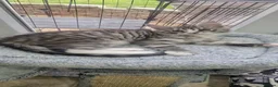 Maine Coon cats for sale: Last remaining Full Pedigree maine coon kittens  - Advert 25