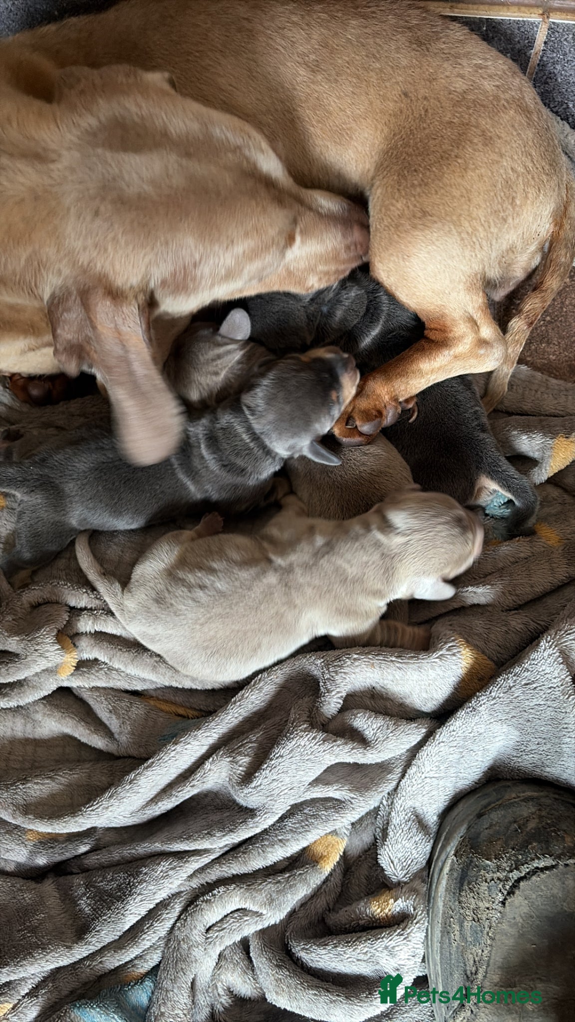 Miniature Dachshund dogs Mini dachshund  - Advert 10