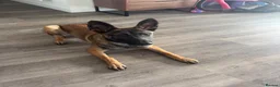 Belgian Shepherd Dog dogs for sale: 9 month old female belgium malinois  in Birkenhead - Advert 7