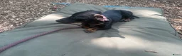 Dachshund dogs for sale: Dachshund looking for a specific home  in Horley - Advert 4