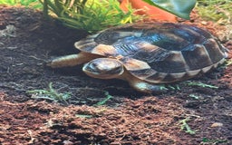 Tortoise reptiles for sale: Kiki the marginated tortoise - Image 4