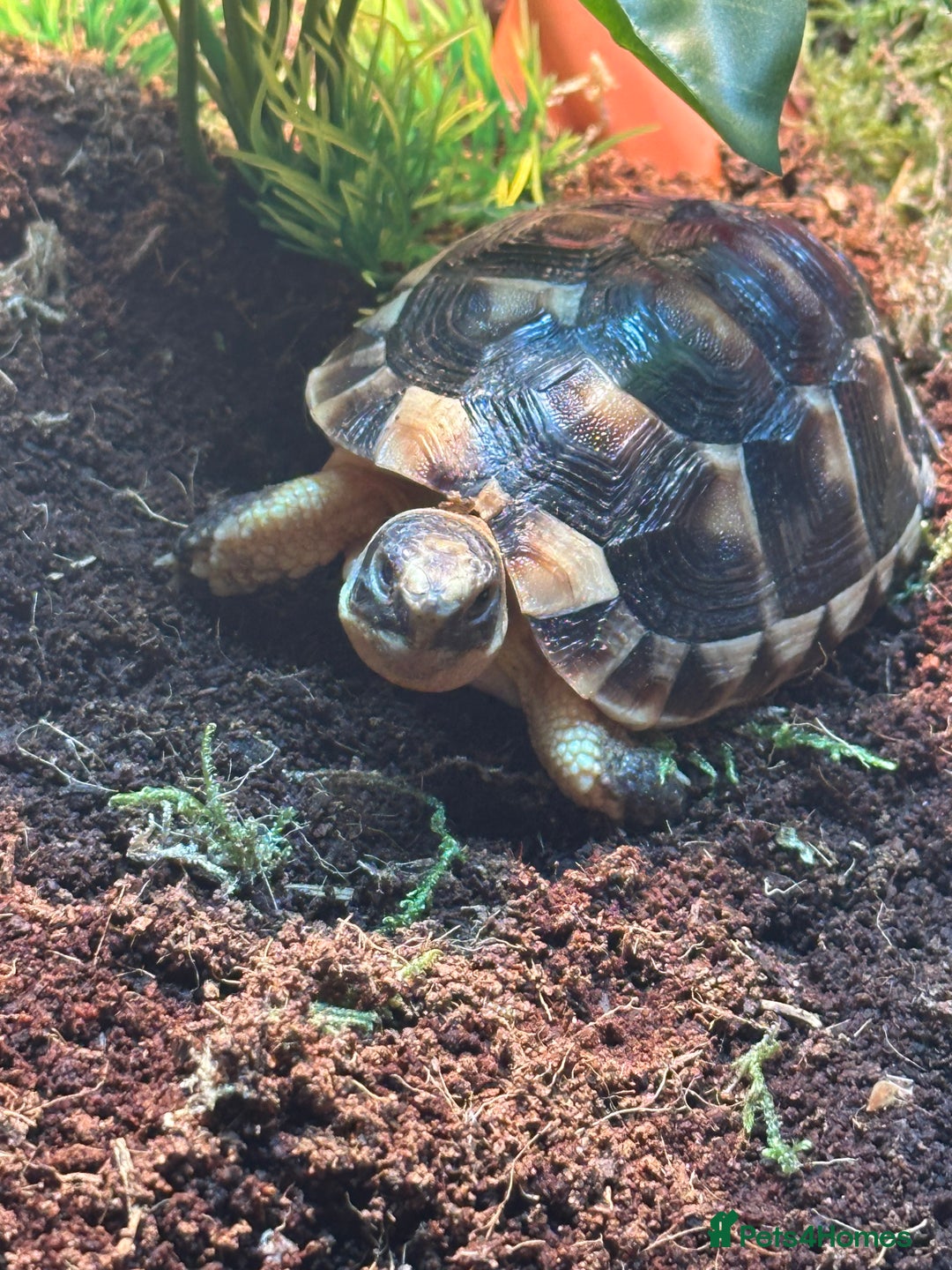 Tortoise reptiles for sale: Kiki the marginated tortoise - Image 4