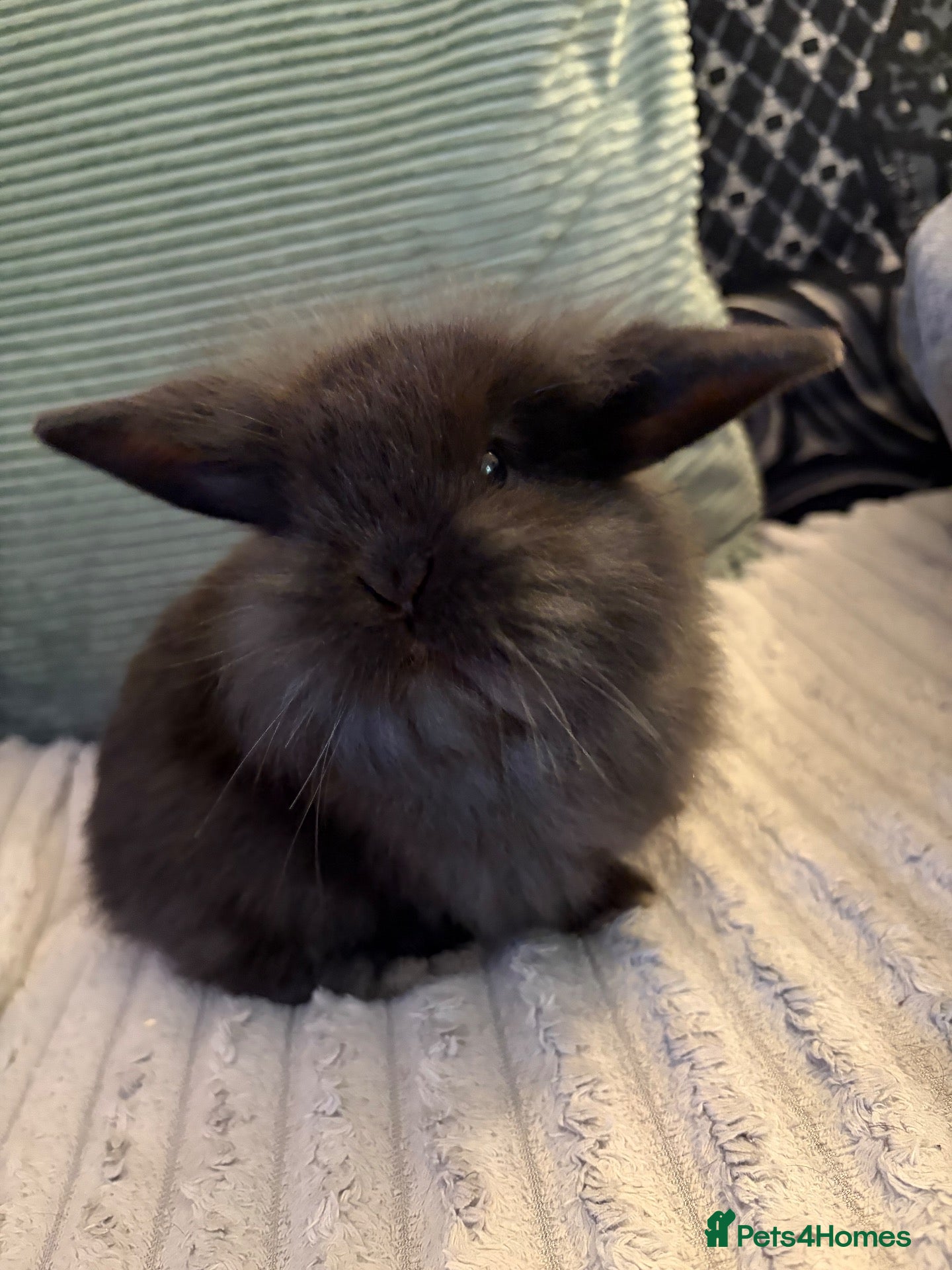 Mini Lion Lop rabbits 3x boy bunnies pure black ready  (Halloween) - Advert 11