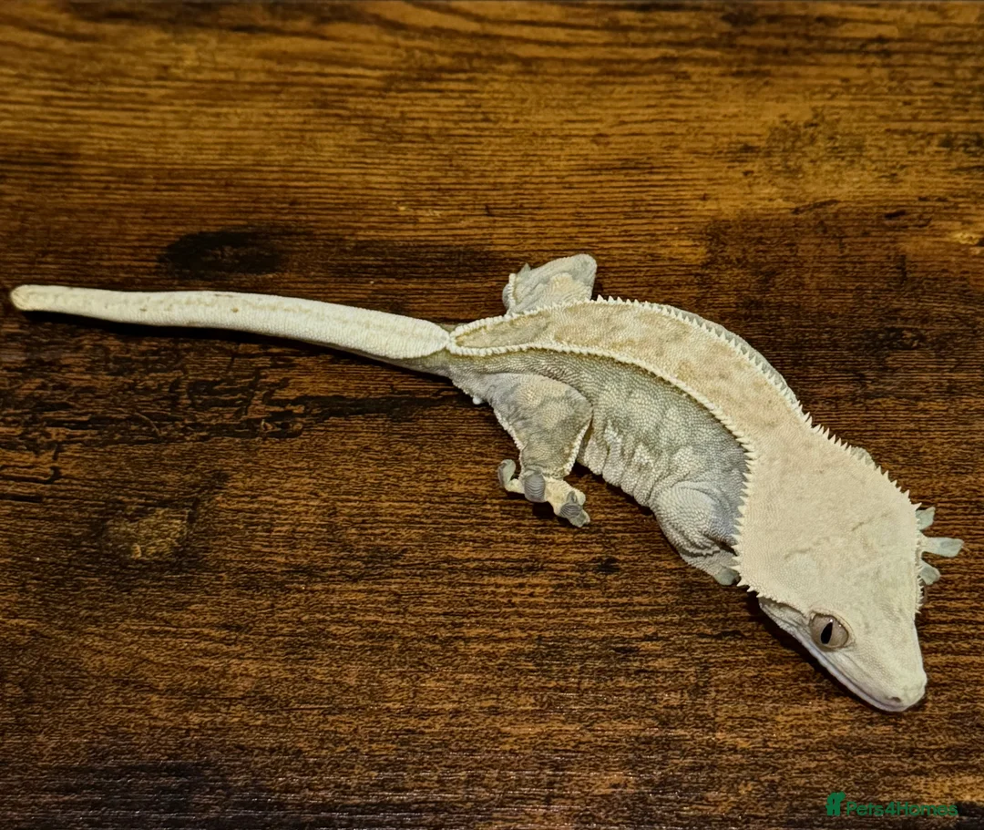 Gecko reptiles for sale: Beautiful Female Harlequin Crested Gecko - Advert 4