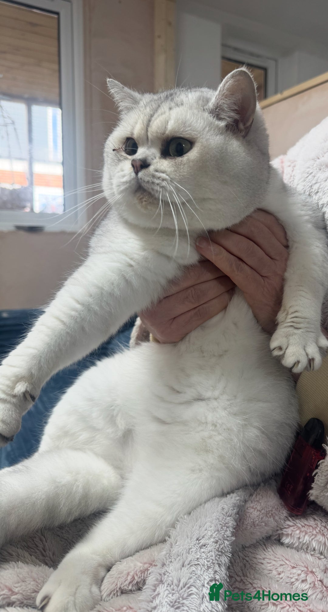 British Shorthair cats for sale: Storm - 17 month boy  - Advert 3