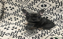 French Bulldog dogs for sale: Beautiful Pink, blue and tan and merl Frenchie’s - Image 6