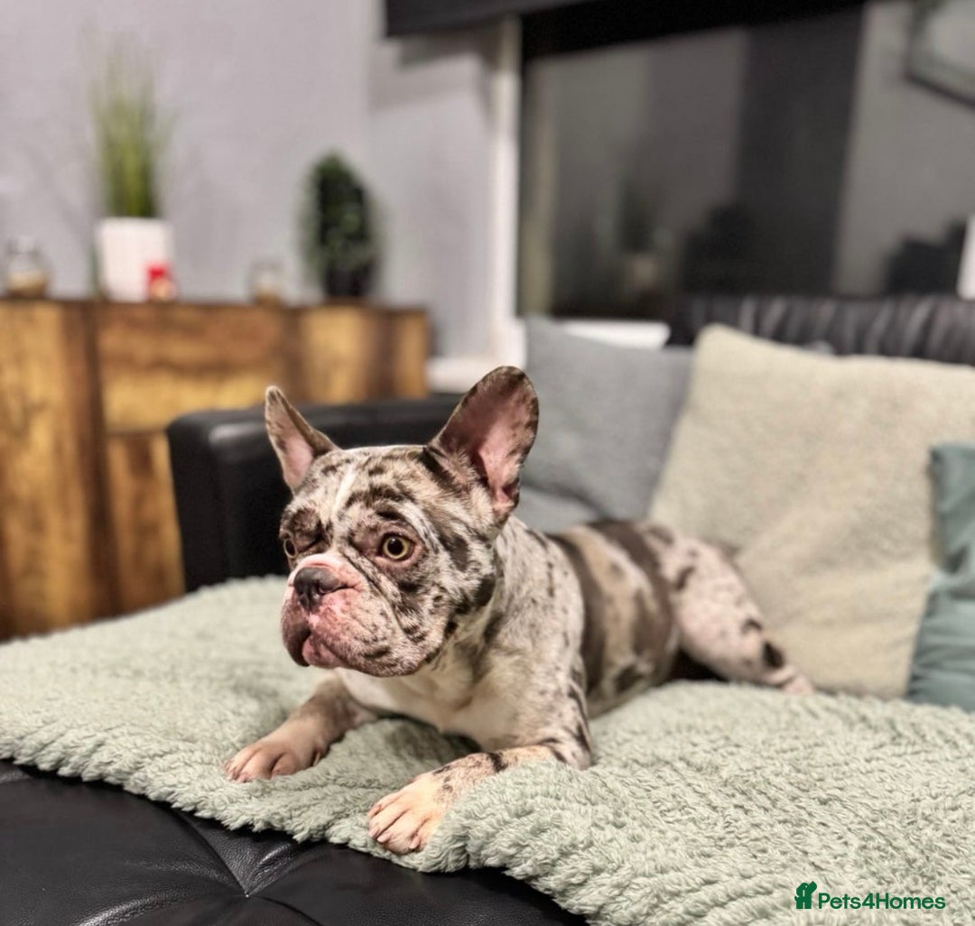 French Bulldog dogs for sale: French bulldog - Advert 9