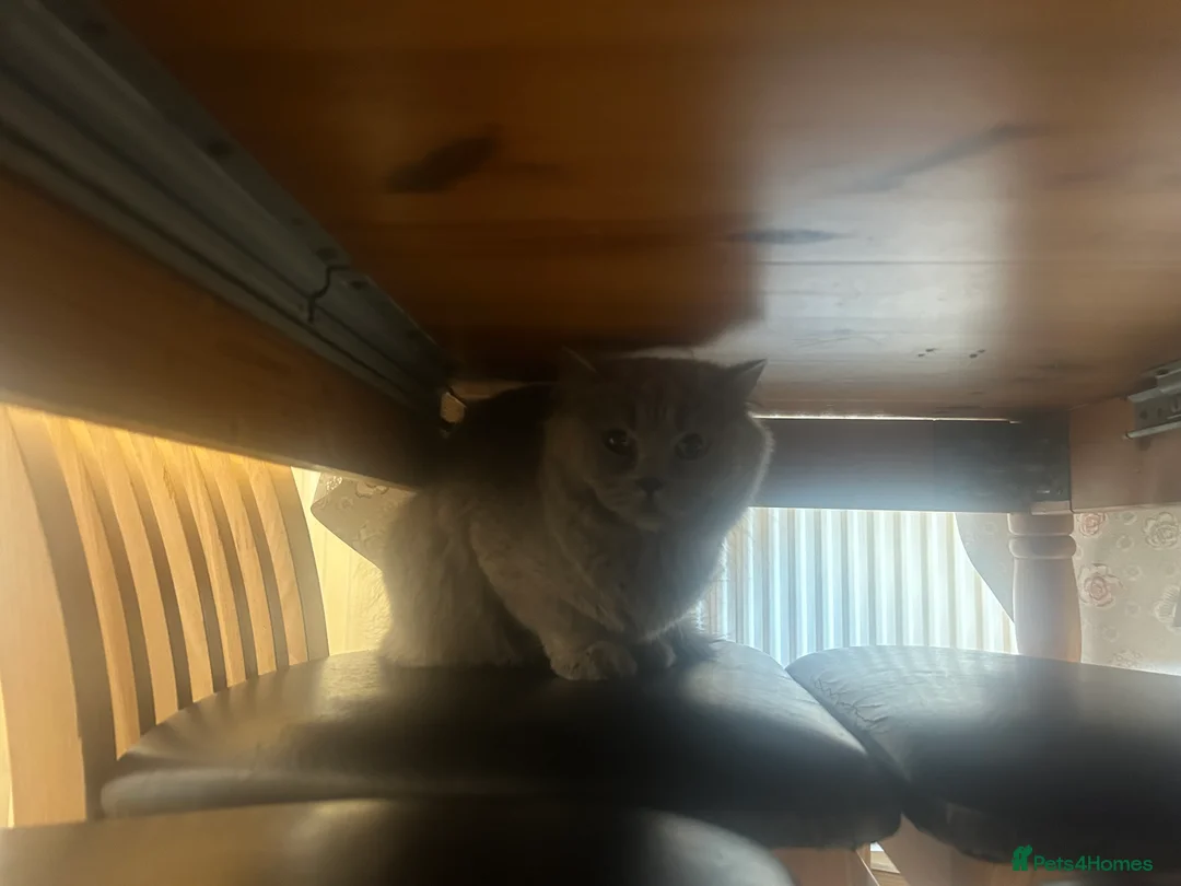 British Shorthair cats for sale: Female British Shorthair 😻 - Advert 2