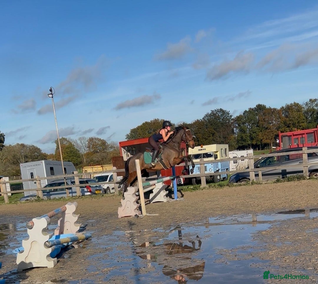 English Thoroughbred horses for sale: Super safe alrounder gelding  - Advert 20