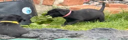 Labrador Retriever dogs for sale: 2 pedigree Labrador puppies - Advert 6