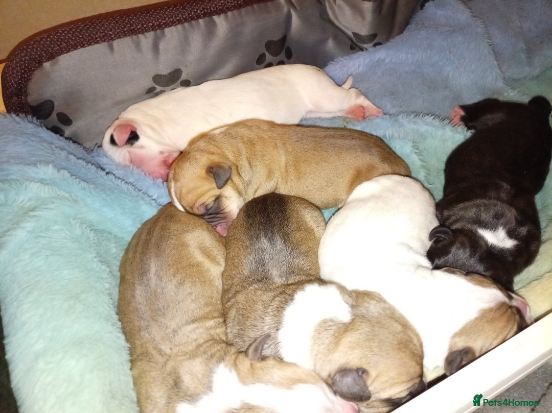 Mixed Breed dogs for sale: Canecorso mixed with American bulldog puppies - Advert 7