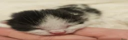 Mixed Breed cats for sale: 8 Beautiful Kittens – Deposits Now Being Taken - Advert 9