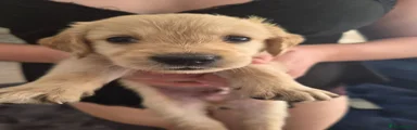 Puppy 6