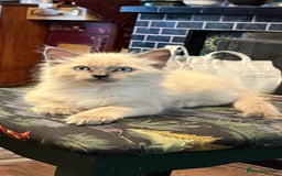 Oriental cats for sale: 5 STUNNING RAGAMESE/SIAMESE KITTENS - Image 9