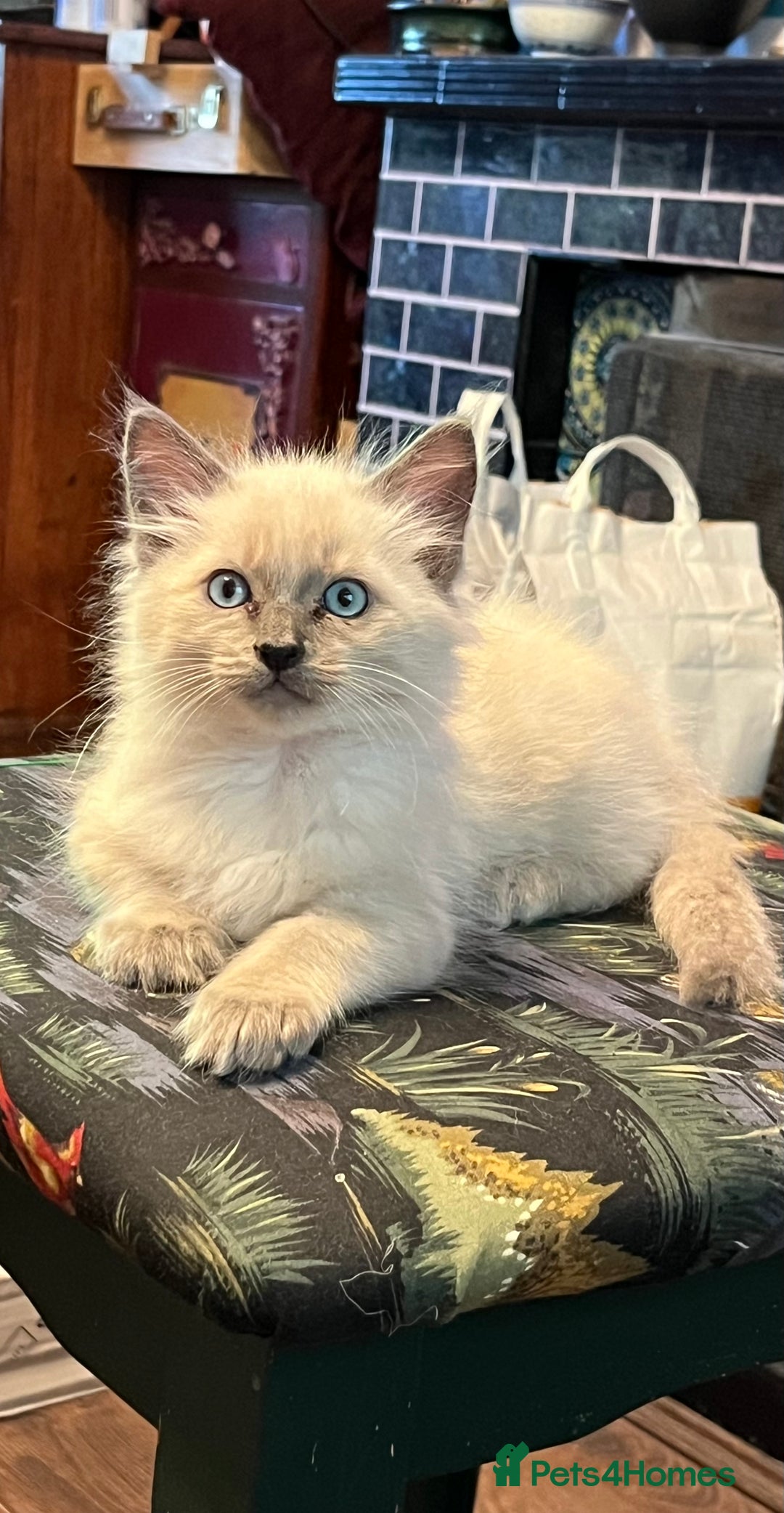 Oriental cats for sale: 5 STUNNING RAGAMESE/SIAMESE KITTENS - Image 9