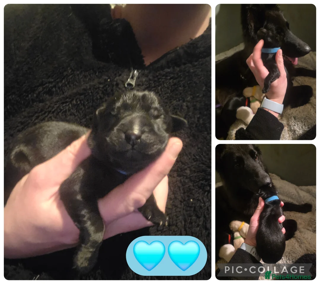 Mixed Breed dogs for sale: Shepador... German Shepherd x Labrador Puppies 🐶  - Advert 9
