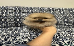 Pomeranian dogs for sale: Stunning littler of KC Pom puppies - Advert 11