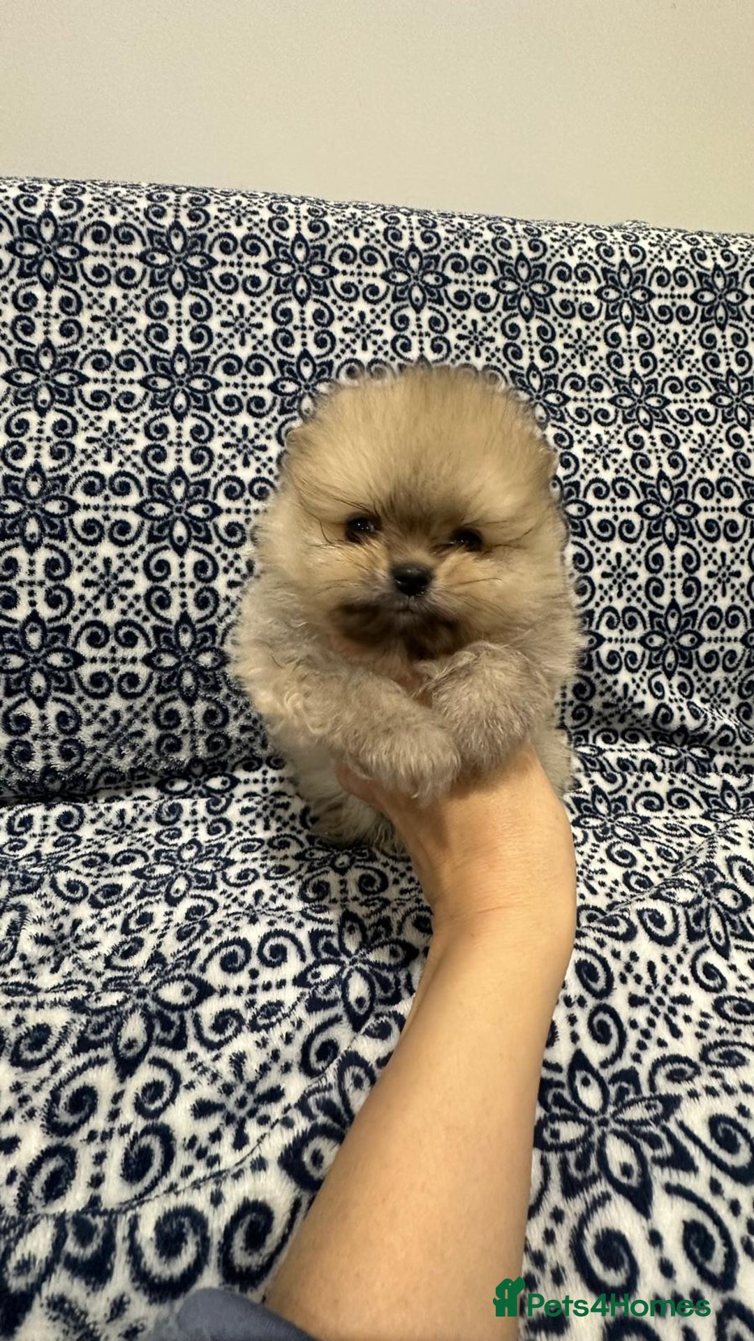 Pomeranian dogs for sale: Stunning littler of KC Pom puppies - Advert 11