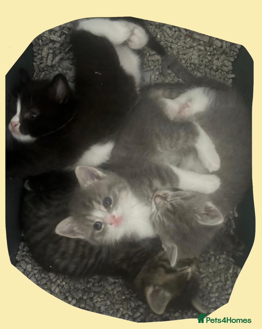 Mixed Breed cats for sale: Kittens ready now  - Image 1