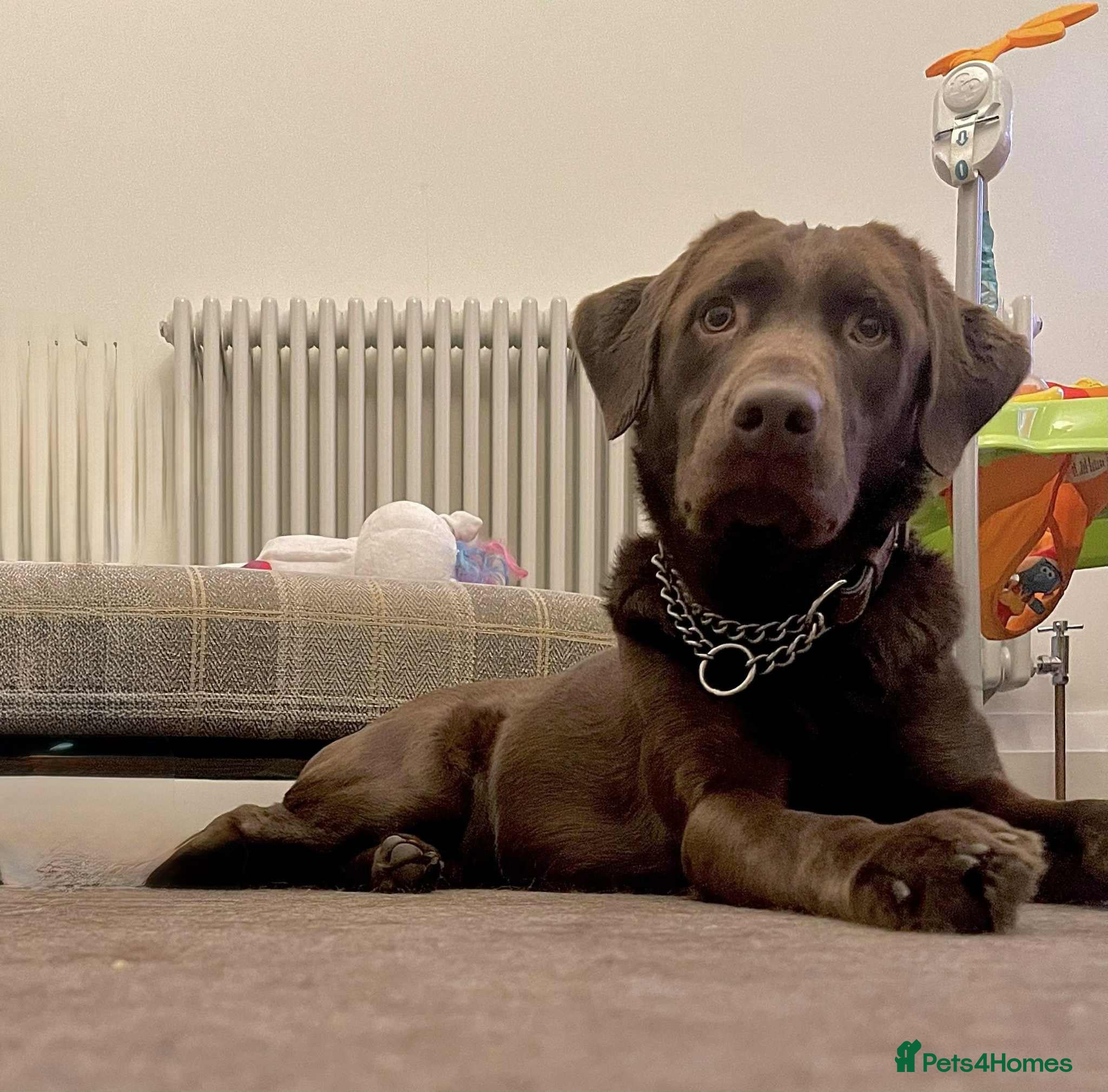 Labrador Retriever dogs 4year old Chocolate Labrador for sale  - Advert 1