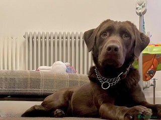 Labrador Retriever dogs 4year old Chocolate Labrador for sale - Advert 1
