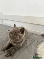 British Shorthair cats 💎 CHAMPION LINES BSH BLUE 💎 - Advert 13