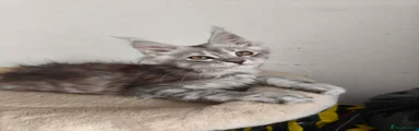 Maine Coon 7
